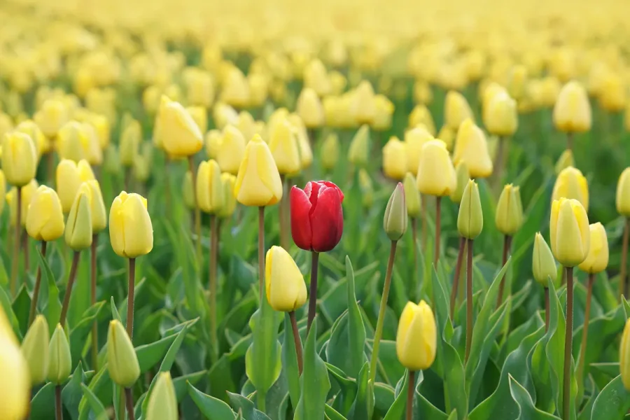 Daring to stand out in a sea of sameness — the essence of a Challenger Brand.